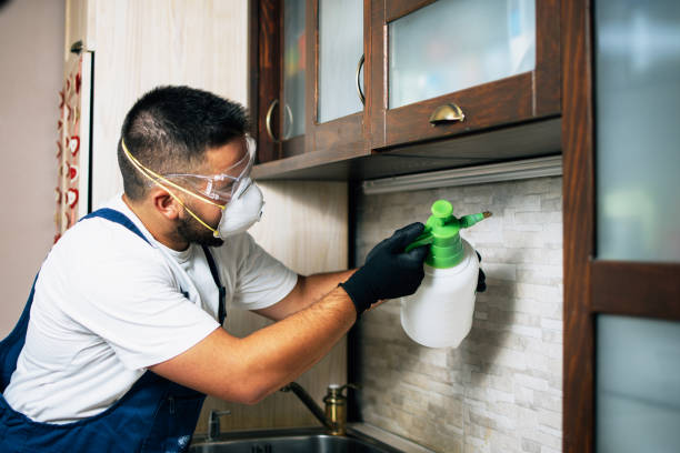 Best Termite Control Services  in Belington, WV