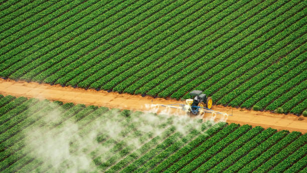Best Mosquito Control Services  in Belington, WV
