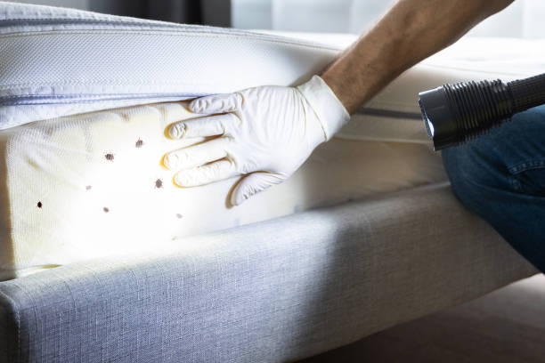 Best Pest Control Near Me  in Belington, WV