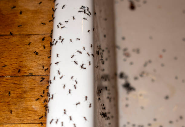 Best Ant Control Services  in Belington, WV