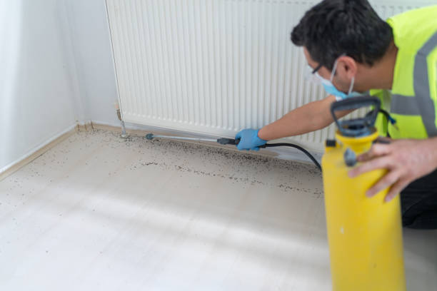 Best Exterminator Services  in Belington, WV